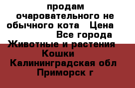 продам очаровательного не обычного кота › Цена ­ 7 000 000 - Все города Животные и растения » Кошки   . Калининградская обл.,Приморск г.
